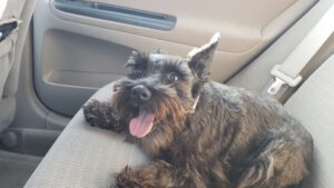 London, a black miniature schnauzer diagnosed with epilepsy, grinning in the back seat of a car