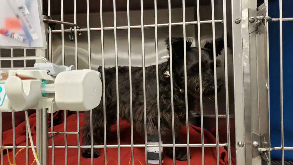 London, an all black miniature schnauzer, in a crate at Texas A&M Small Animal Hospital with a catheter and wearing seizure bells around her neck.