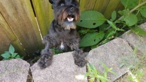 London, the black miniature schnauzer, grinning at the camera from the edge of a retaining wall, asking for help to get out.